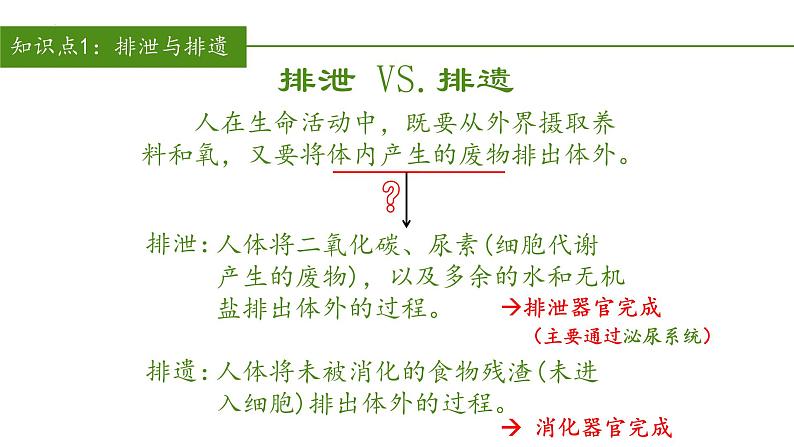 2023-2024学年七年级生物（人教版）下册同步备课系列 4.5 人体内废物的排出（教学课件）第3页