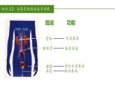2023-2024学年七年级生物（人教版）下册同步备课系列 4.5 人体内废物的排出（教学课件）