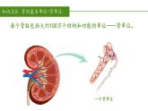 2023-2024学年七年级生物（人教版）下册同步备课系列 4.5 人体内废物的排出（教学课件）