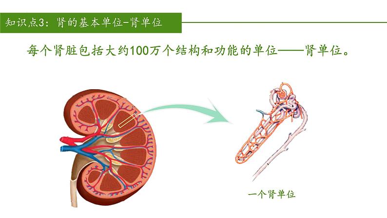 2023-2024学年七年级生物（人教版）下册同步备课系列 4.5 人体内废物的排出（教学课件）第5页