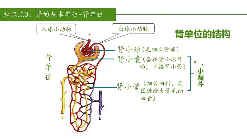 2023-2024学年七年级生物（人教版）下册同步备课系列 4.5 人体内废物的排出（教学课件）第6页