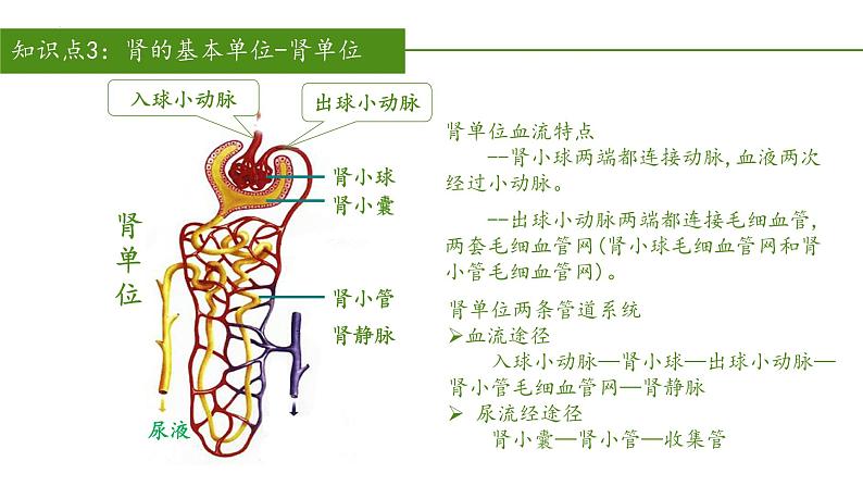 2023-2024学年七年级生物（人教版）下册同步备课系列 4.5 人体内废物的排出（教学课件）第7页