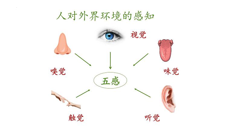 2023-2024学年七年级生物（人教版）下册同步备课系列 4.6.1 人体对外界环境的感知（教学课件）05