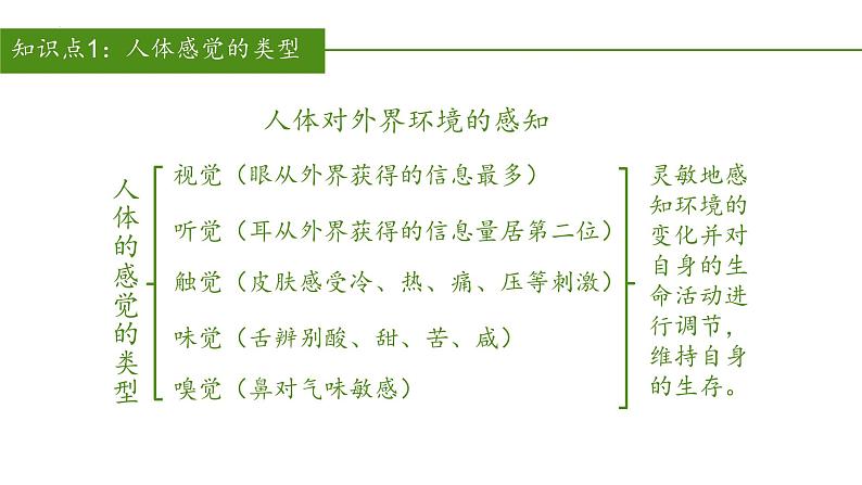 2023-2024学年七年级生物（人教版）下册同步备课系列 4.6.1 人体对外界环境的感知（教学课件）06