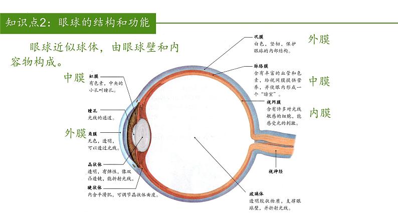 2023-2024学年七年级生物（人教版）下册同步备课系列 4.6.1 人体对外界环境的感知（教学课件）08