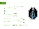 2023-2024学年七年级生物（人教版）下册同步备课系列 4.6.3 神经调节的基本方式（教学课件）