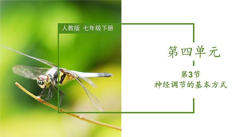 2023-2024学年七年级生物（人教版）下册同步备课系列 4.6.3 神经调节的基本方式（教学课件）第3页