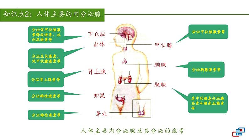 2023-2024学年七年级生物（人教版）下册同步备课系列 4.6.4 激素调节（教学课件）07