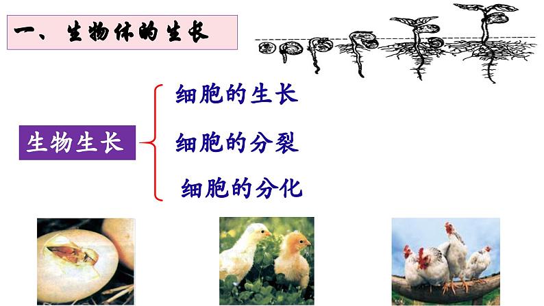 《细胞通过分裂产生新细胞》课件第5页