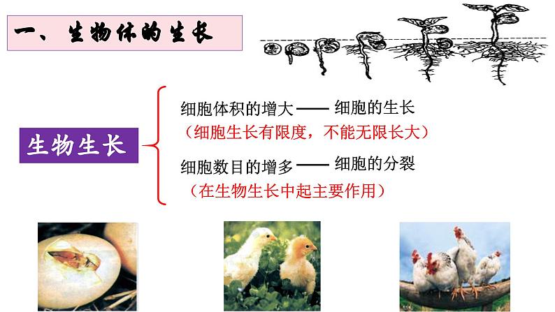 《细胞通过分裂产生新细胞》课件第6页