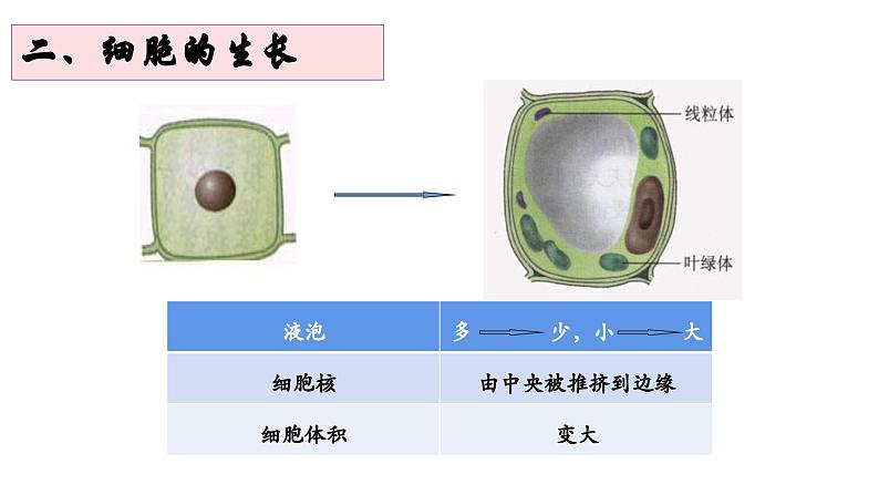 《细胞通过分裂产生新细胞》课件第7页