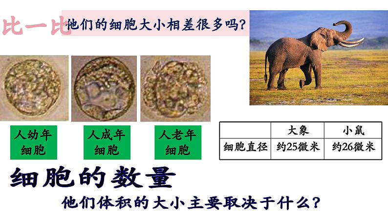 《细胞通过分裂产生新细胞》课件第8页