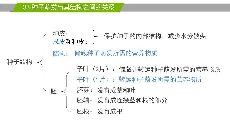 《种子的萌发》课件08