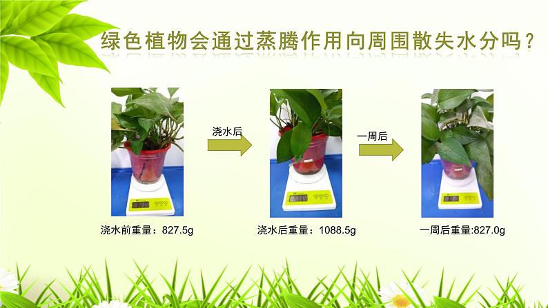 《绿色植物与生物圈的水循环》课件04