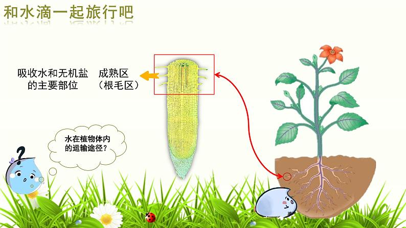 《绿色植物与生物圈的水循环》课件08