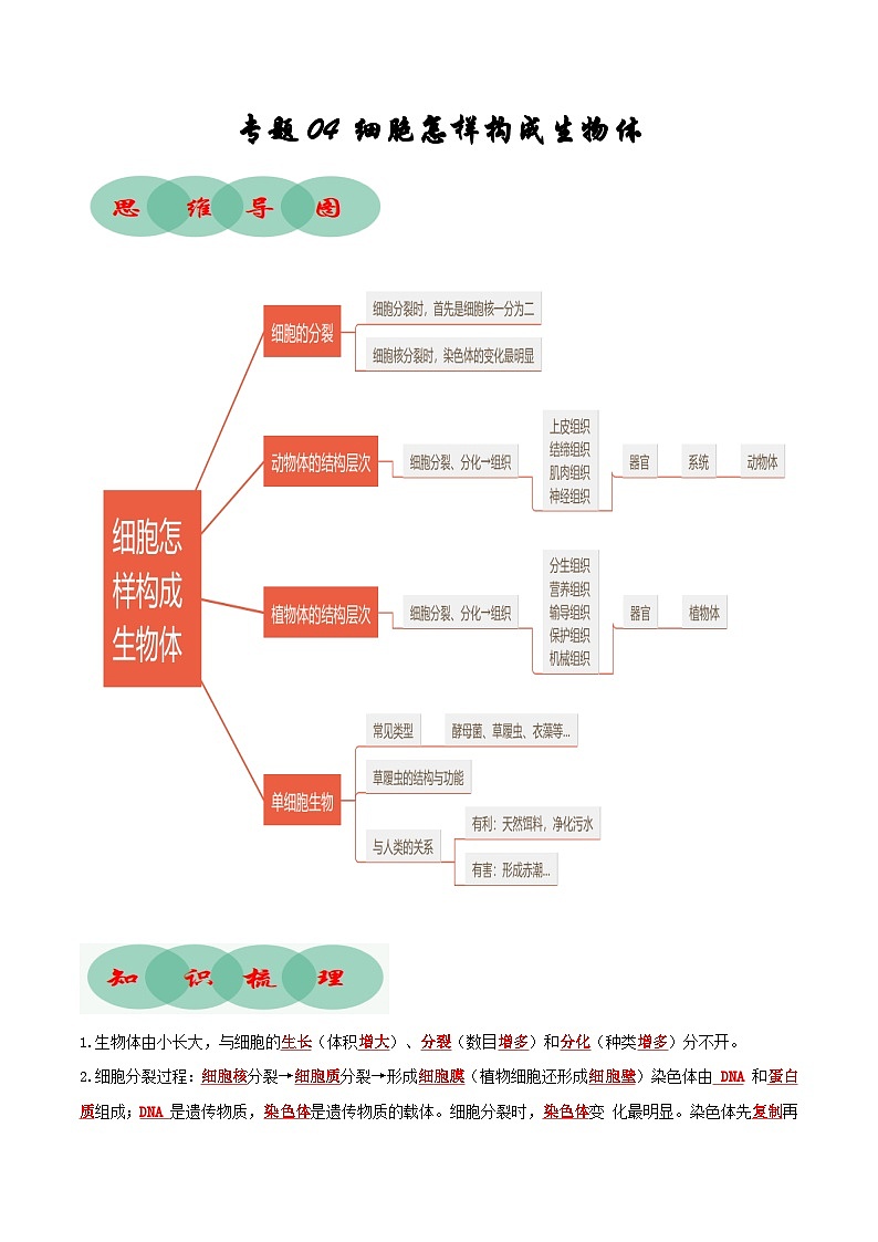专题04 细胞怎样构成生物体（知识清单）- 2023-2024学年七年级生物上学期期末考点大串讲（人教版）第1页