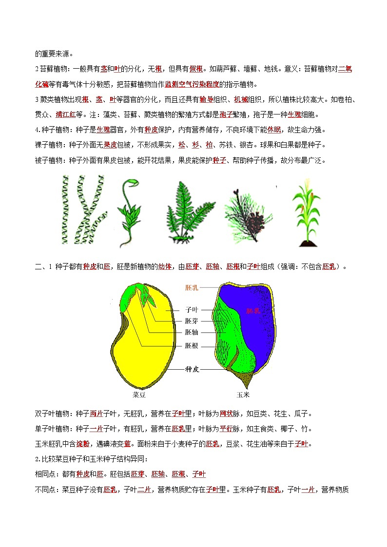 专题05 生物圈中有哪些绿色植物（知识清单+考点串讲+考题猜想）- 2023-2024学年七年级生物上学期期末考点大串讲（人教版）02