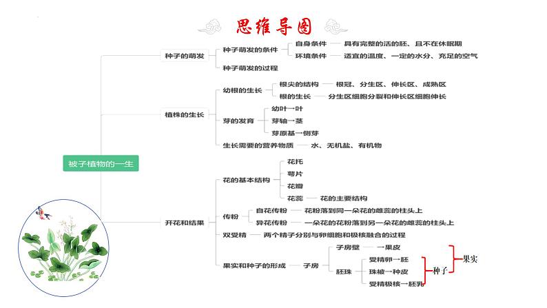 专题06 被子植物的一生（知识清单+考点串讲+考题猜想）- 2023-2024学年七年级生物上学期期末考点大串讲（人教版）04