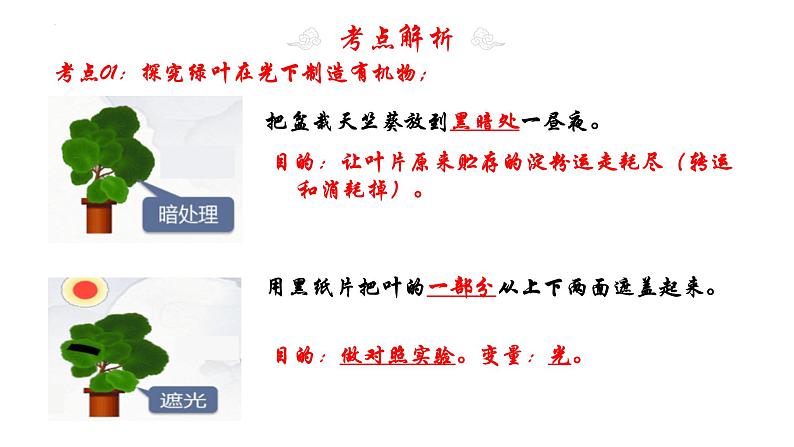 专题08 绿色植物是生物圈中有机物的制造者（知识清单+考点串讲+考题猜想）- 2023-2024学年七年级生物上学期期末考点大串讲（人教版）05