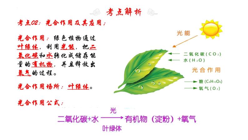 专题08 绿色植物是生物圈中有机物的制造者（知识清单+考点串讲+考题猜想）- 2023-2024学年七年级生物上学期期末考点大串讲（人教版）08