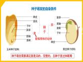 《植物的生活》专题复习课件