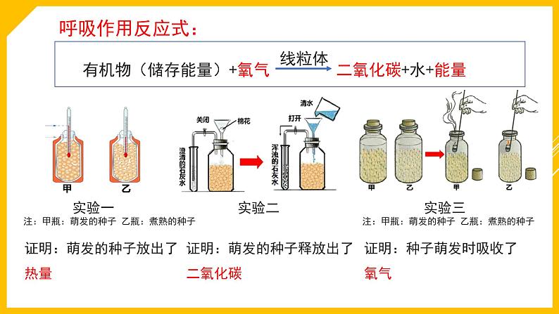 《植物的生活》专题复习课件第7页