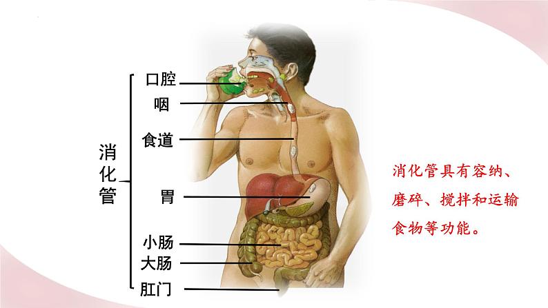 北师大版七年级生物下册课件 8.2 食物的消化和营养物质的吸收02