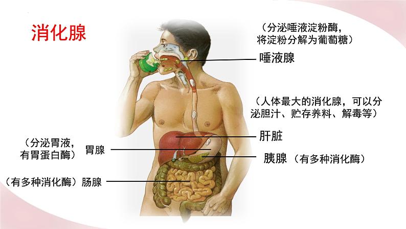 北师大版七年级生物下册课件 8.2 食物的消化和营养物质的吸收03