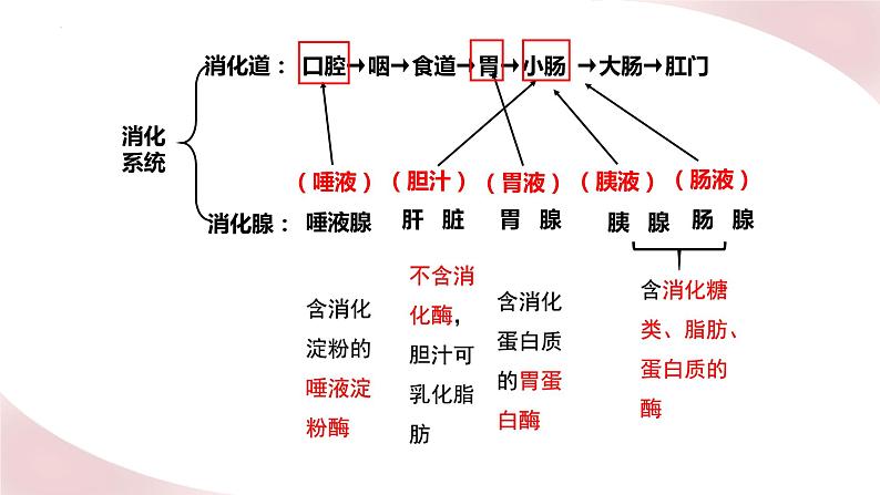 北师大版七年级生物下册课件 8.2 食物的消化和营养物质的吸收05