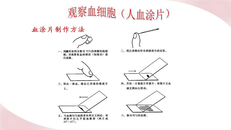 北师大版七年级生物下册课件 9.1 血液08