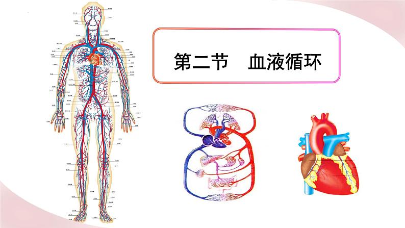 北师大版七年级生物下册课件 9.2 血液循环01