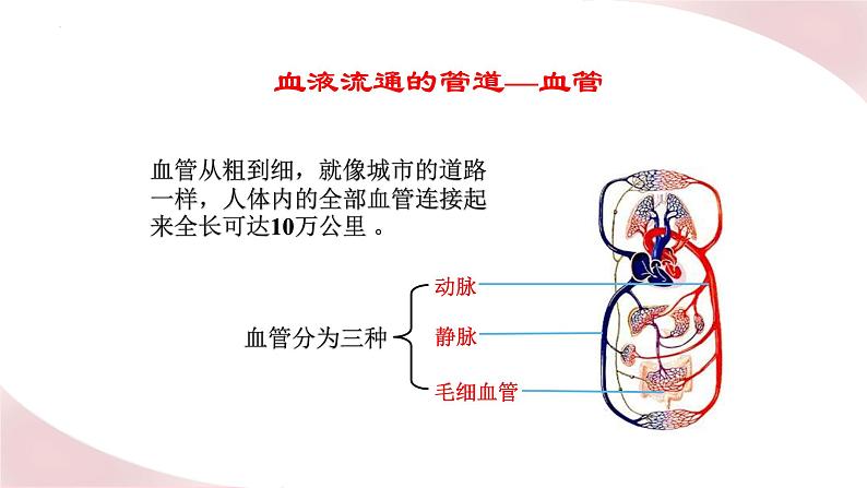 北师大版七年级生物下册课件 9.2 血液循环02