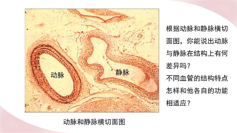 北师大版七年级生物下册课件 9.2 血液循环03