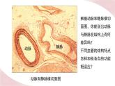 北师大版七年级生物下册课件 9.2 血液循环