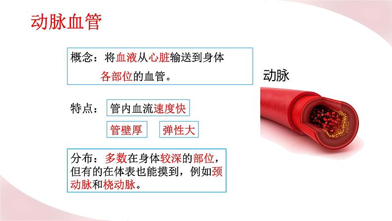 北师大版七年级生物下册课件 9.2 血液循环04