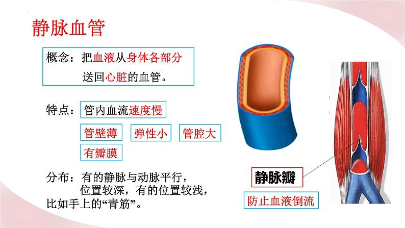 北师大版七年级生物下册课件 9.2 血液循环05