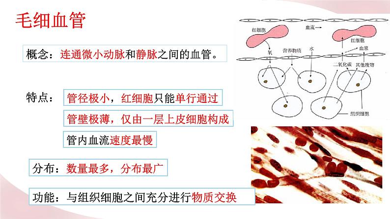 北师大版七年级生物下册课件 9.2 血液循环06