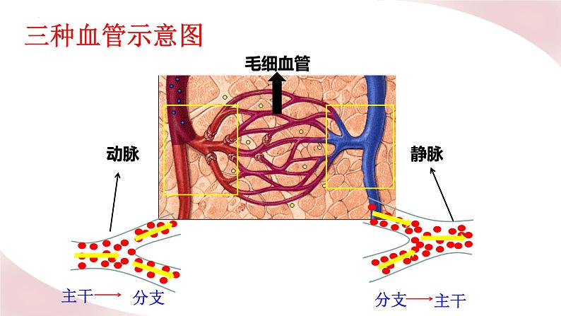 北师大版七年级生物下册课件 9.2 血液循环08