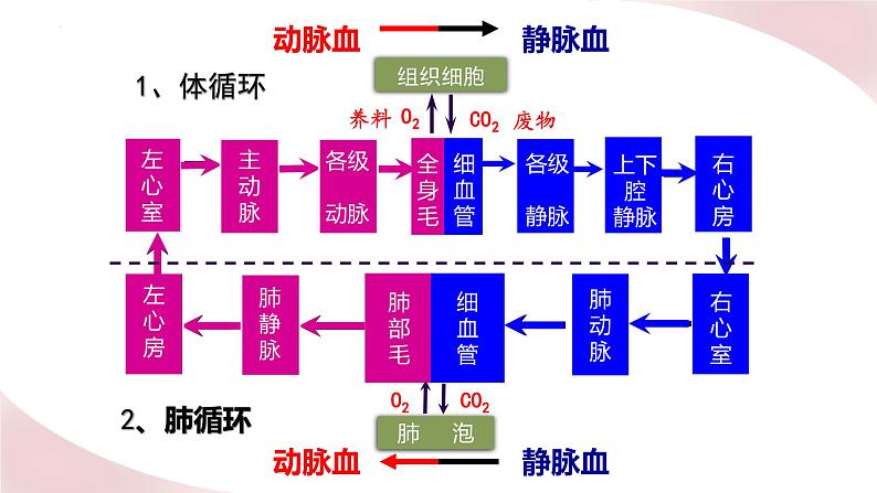 北师大版七年级生物下册课件 10.2 人体细胞获得氧气的过程第2页