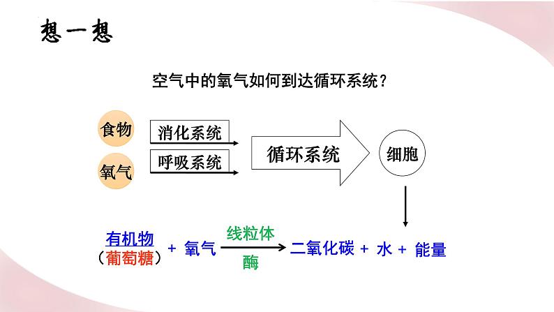 北师大版七年级生物下册课件 10.2 人体细胞获得氧气的过程03