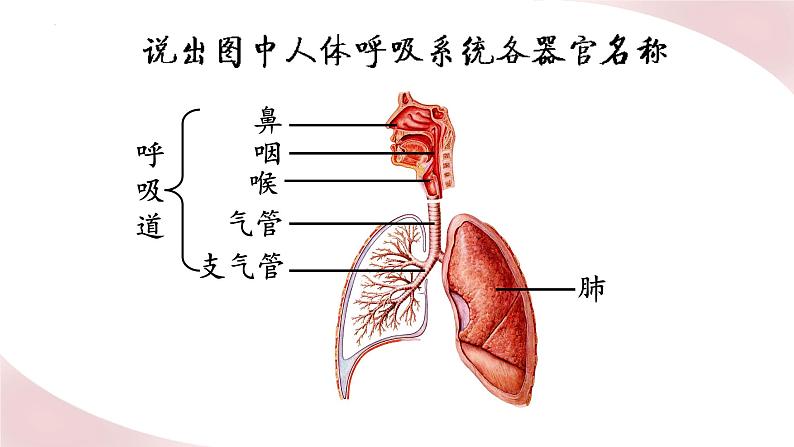 北师大版七年级生物下册课件 10.2 人体细胞获得氧气的过程第4页