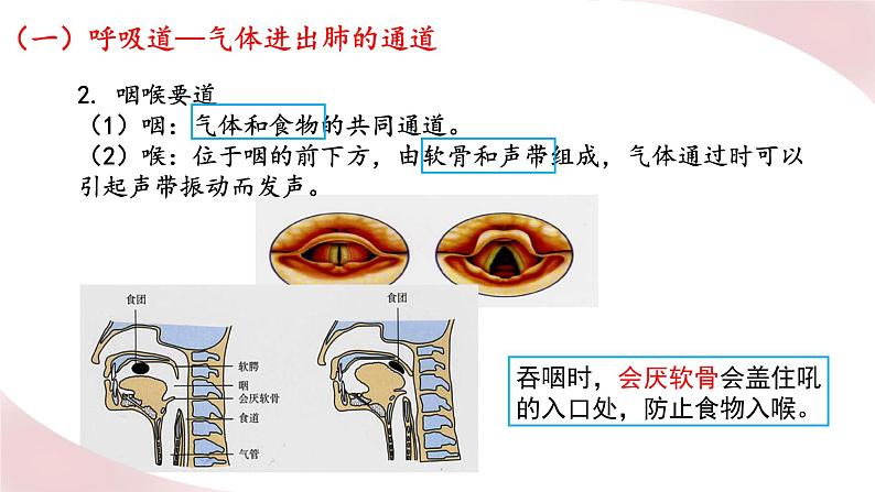 北师大版七年级生物下册课件 10.2 人体细胞获得氧气的过程06