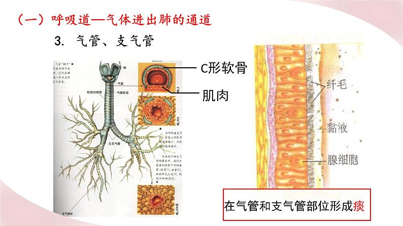 北师大版七年级生物下册课件 10.2 人体细胞获得氧气的过程07