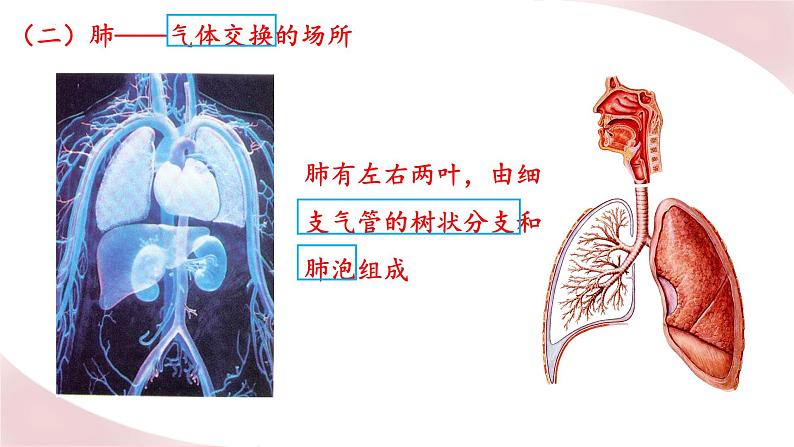 北师大版七年级生物下册课件 10.2 人体细胞获得氧气的过程第8页