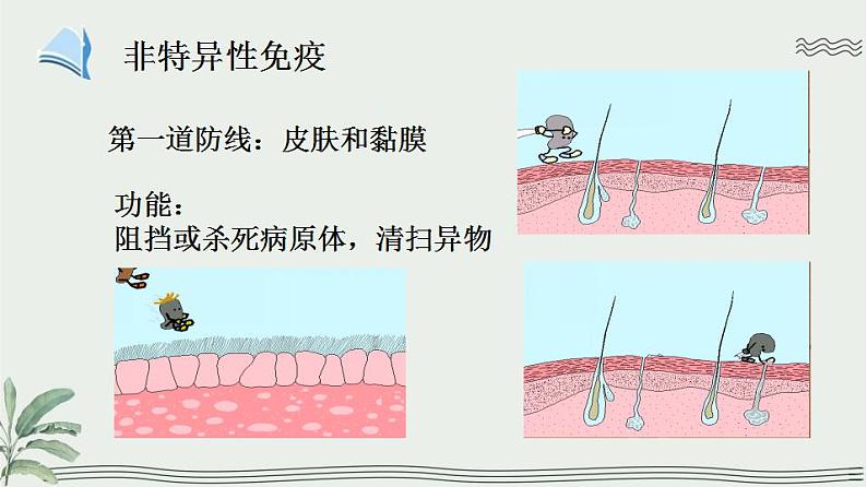 北师大版七年级生物下册课件 13.3 人体免疫04