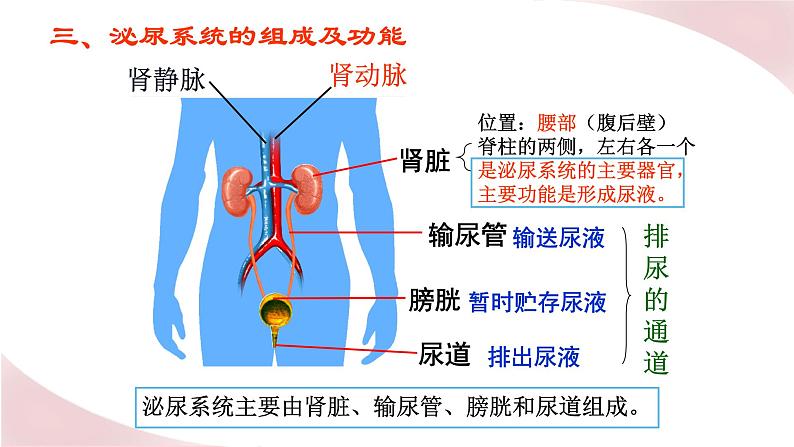 北师大版七年级生物下册课件 11.2 尿液的形成与排出03