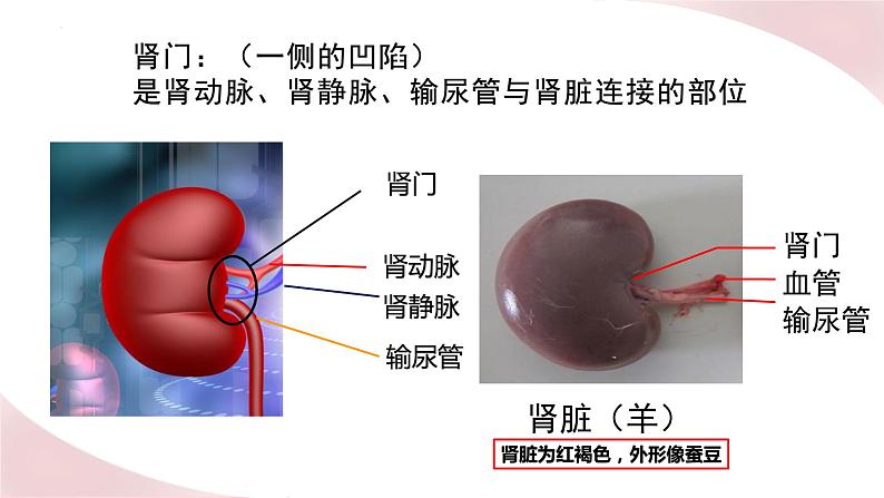 北师大版七年级生物下册课件 11.2 尿液的形成与排出04