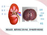 北师大版七年级生物下册课件 11.2 尿液的形成与排出