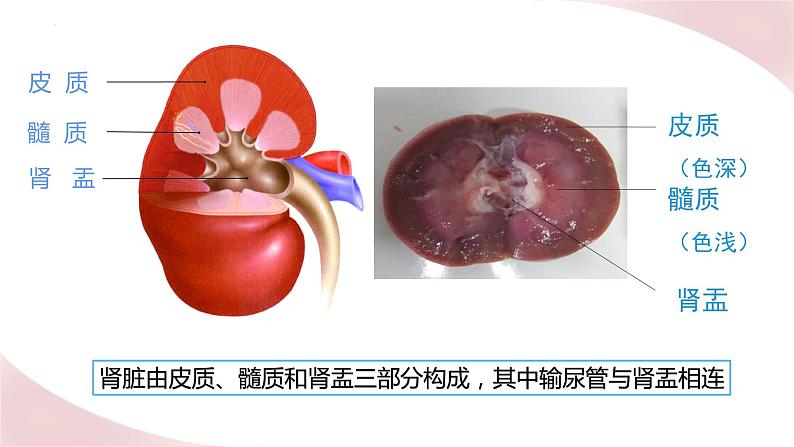 北师大版七年级生物下册课件 11.2 尿液的形成与排出05