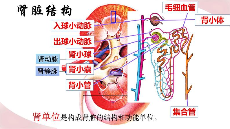 北师大版七年级生物下册课件 11.2 尿液的形成与排出06